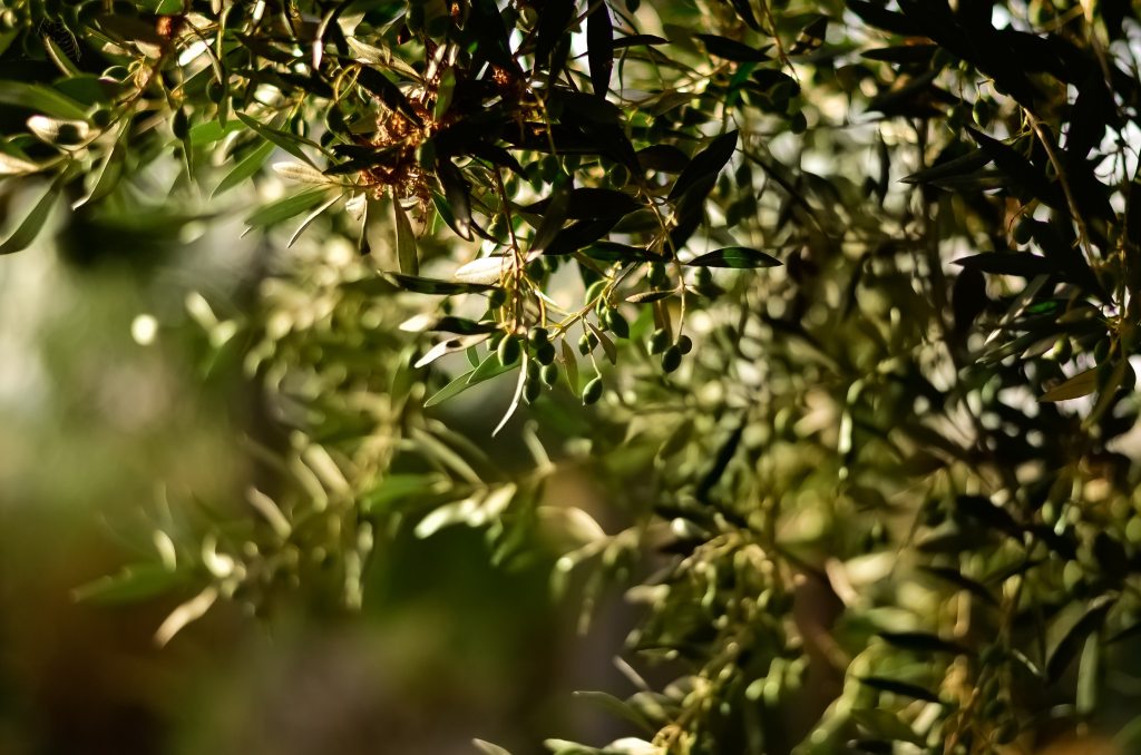 Olives Growing On a Branch